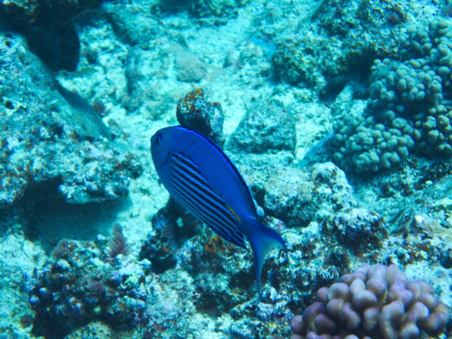 Genicanthus watanabei