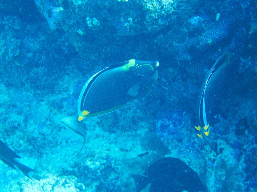 Naso lituratus