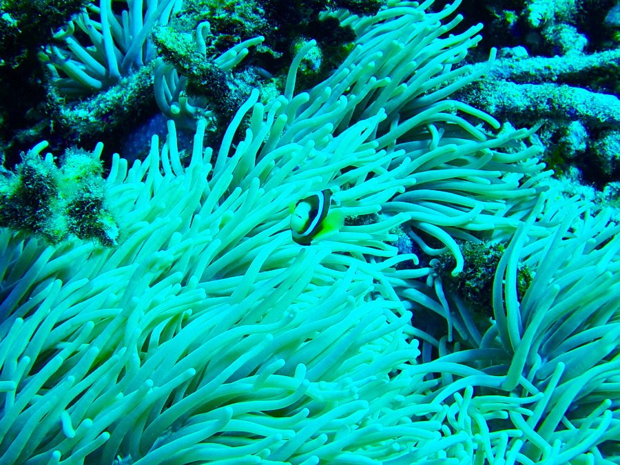 Amphiprion clarkii
