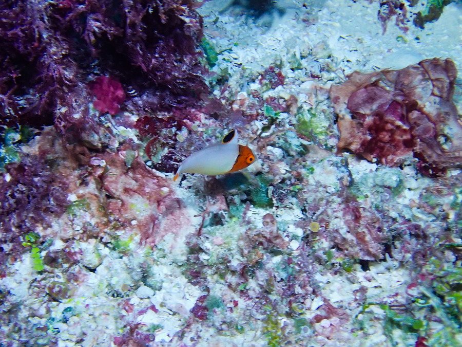 Cetoscarus ocellatus