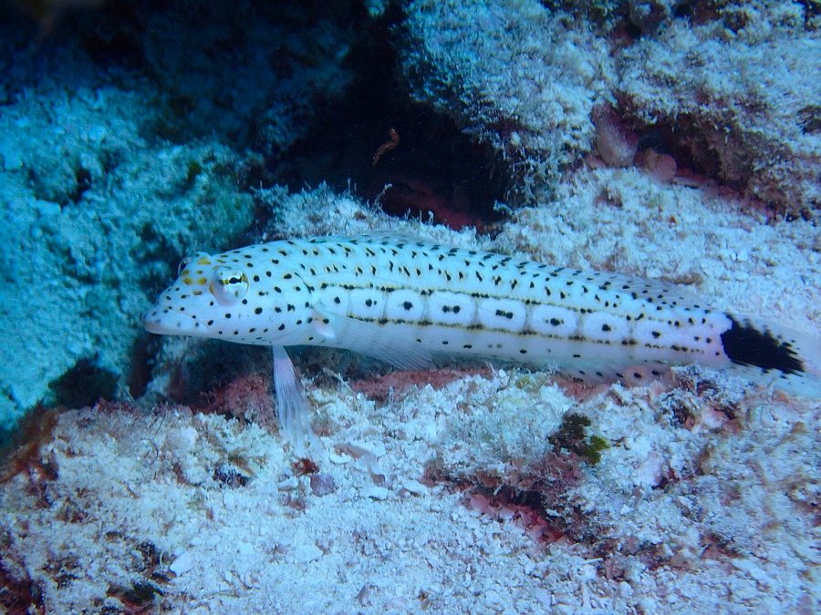 Parapercis hexophtalma