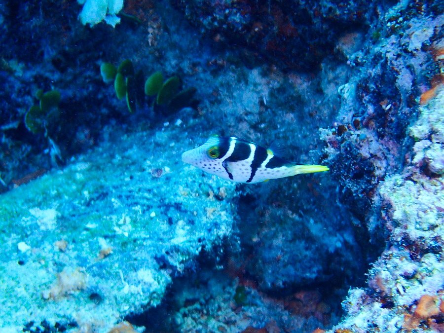Canthigaster valentini