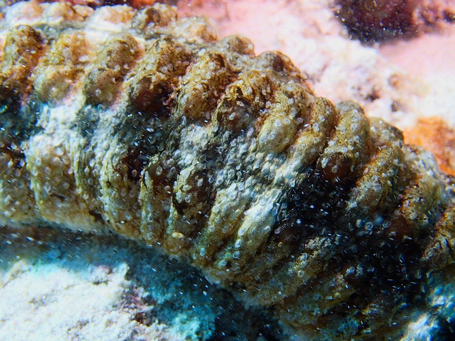 Synapta maculata