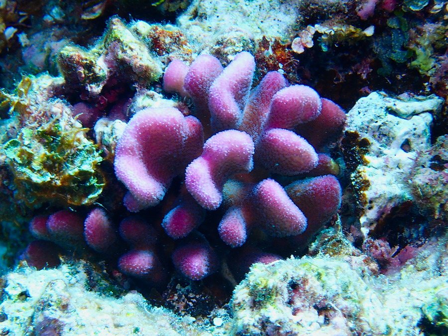 Stylophora pistillata