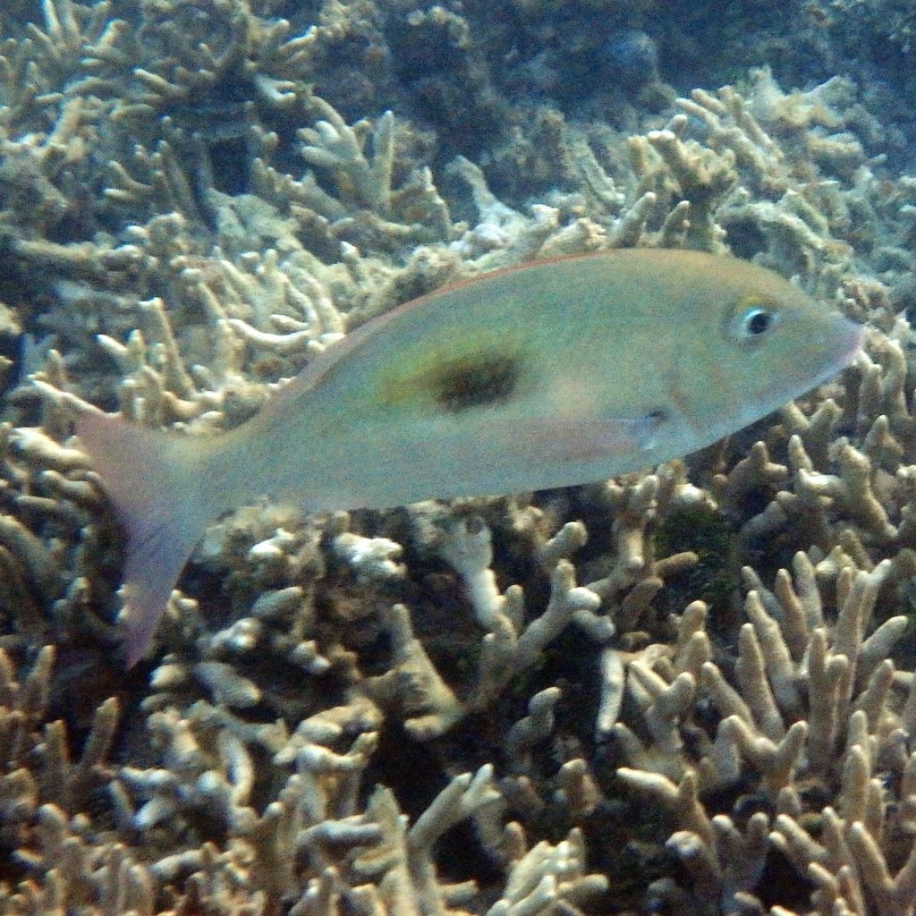 Lethrinus harak