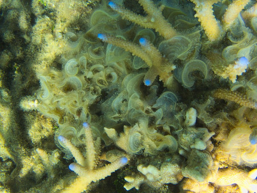 Padina boryana