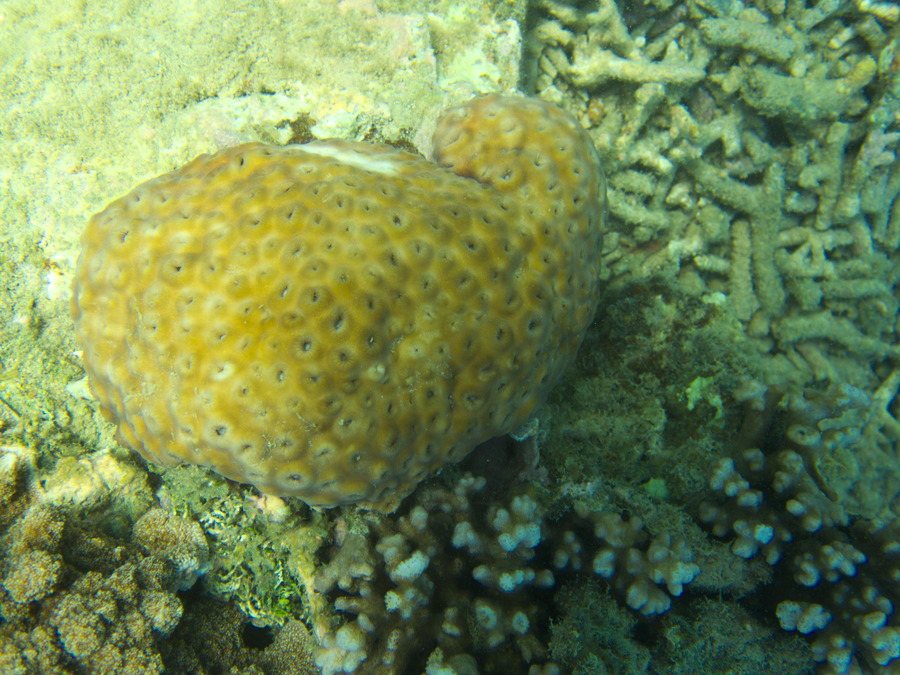 Palythoa sp.