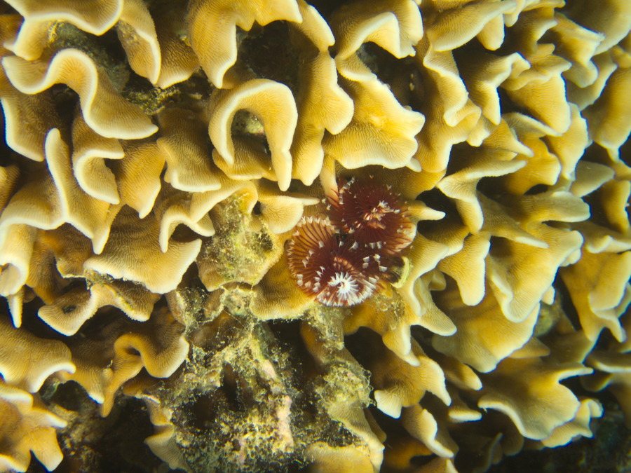 Spirobranchus corniculatus