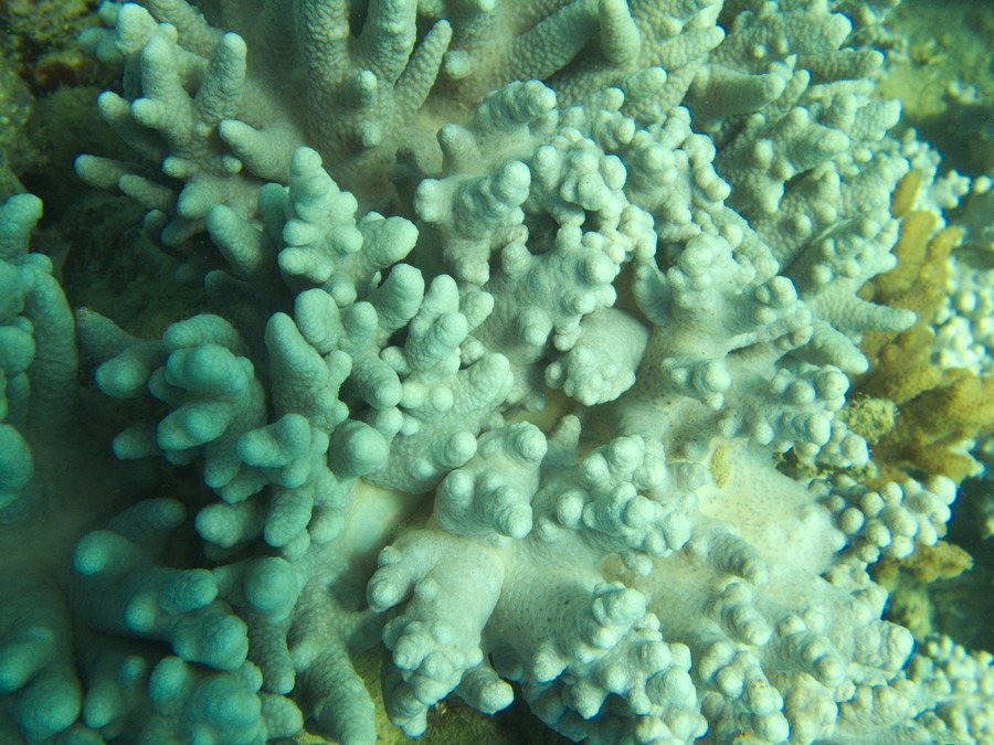 Corail mou