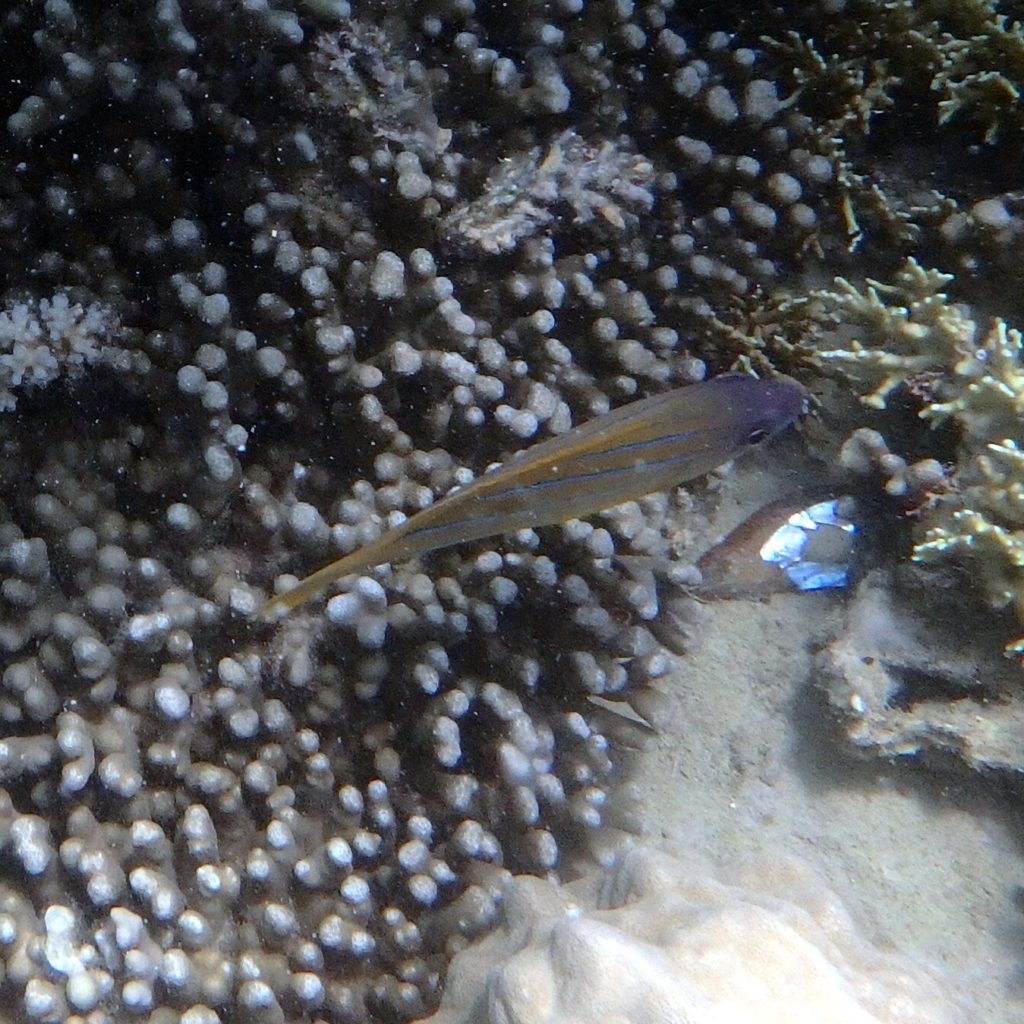 Lutjanus kasmira
