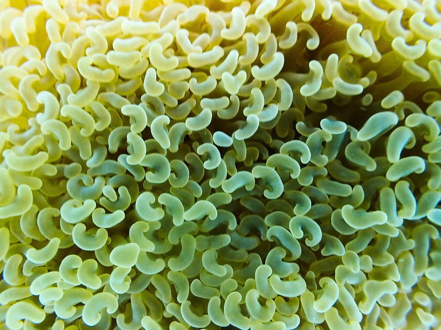 Cnidaires