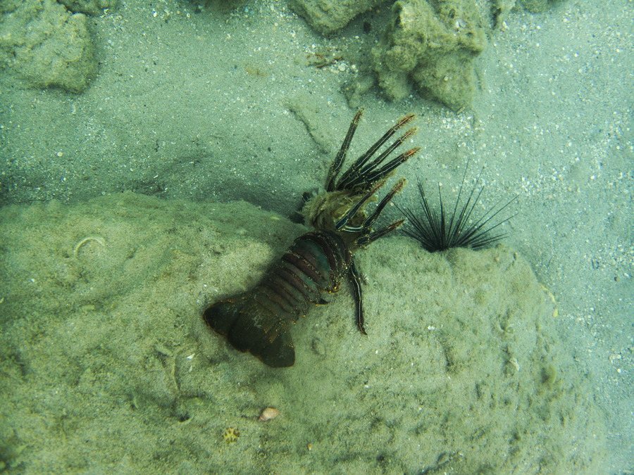 Langouste
