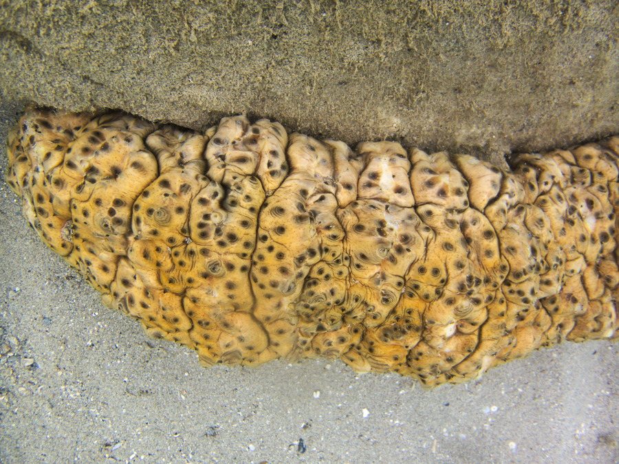 Stichopus variegatus