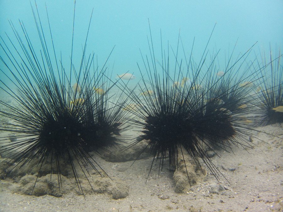 Diadema setosum