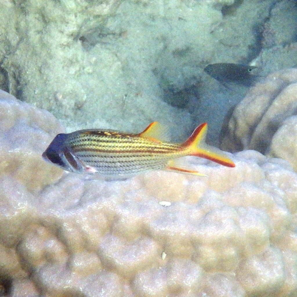 Neoniphon sammara