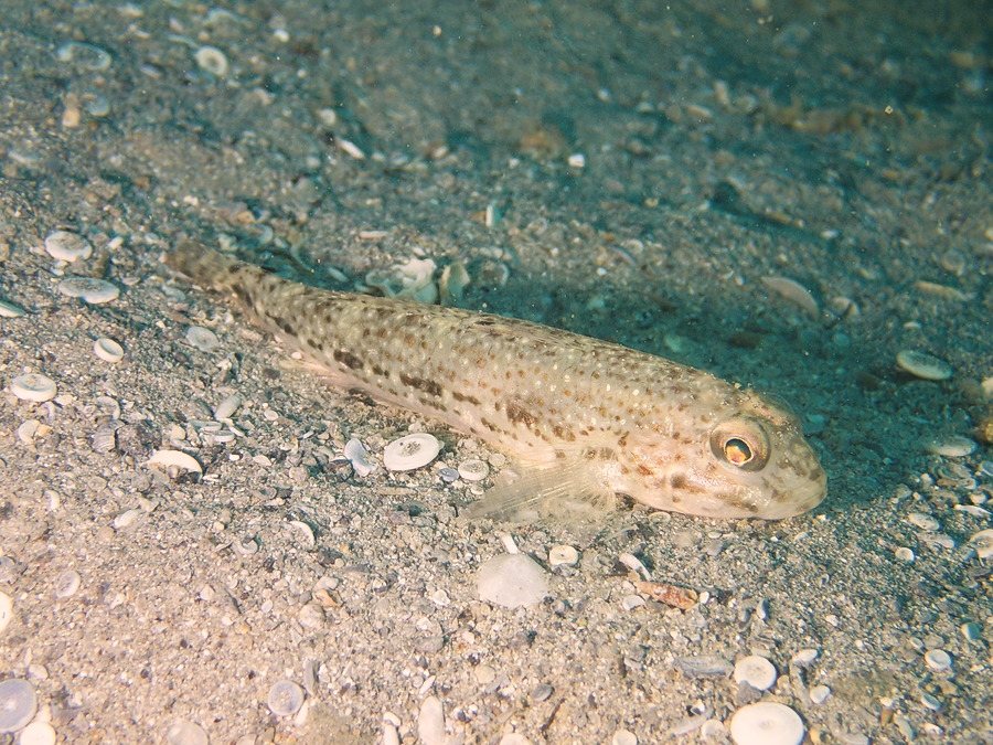 Oplopomus canioides