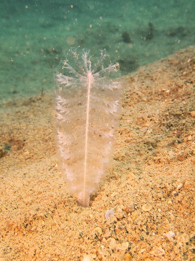 Pennatules