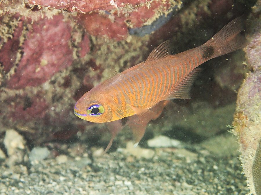 Poisson-cardinal