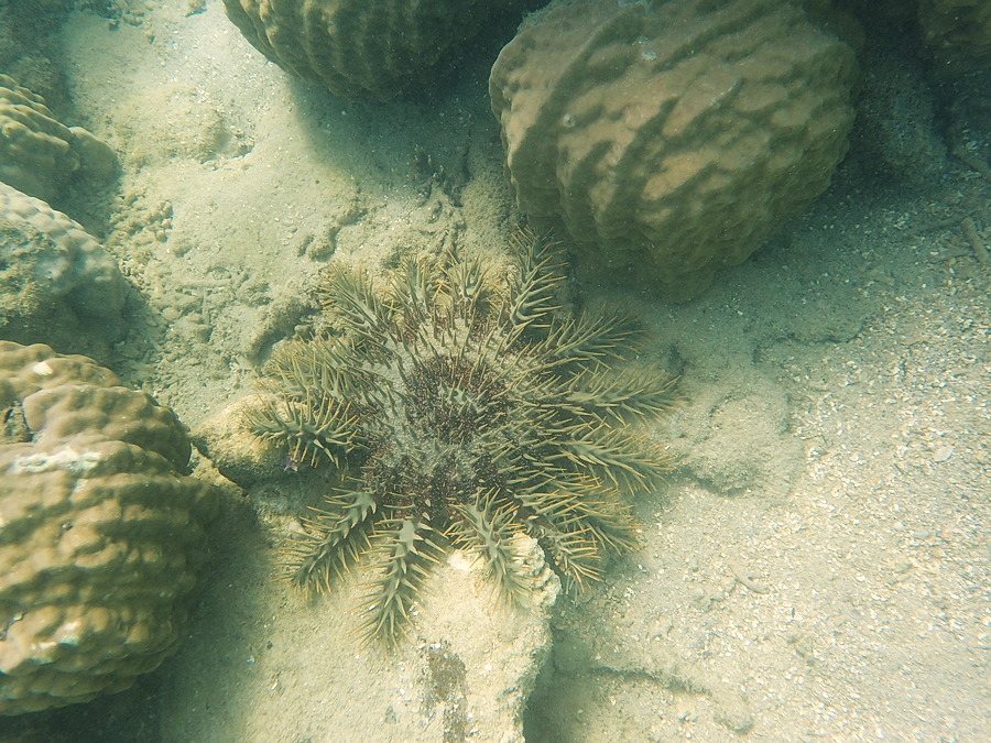 Acanthaster planci