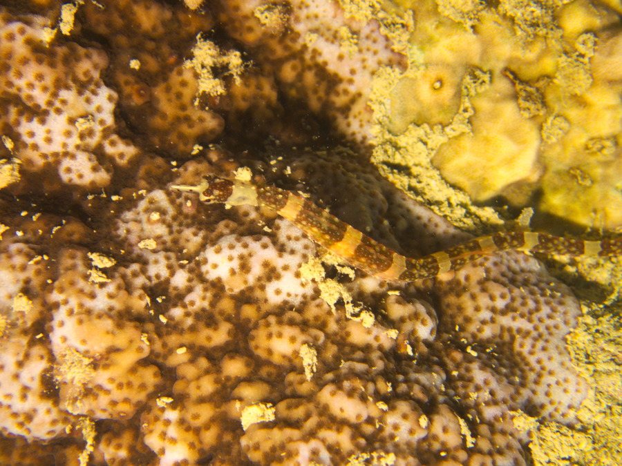 Poisson-pipe
