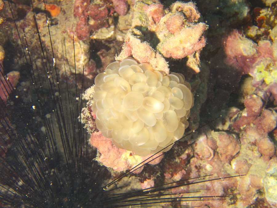 Plerogyra sinuosa