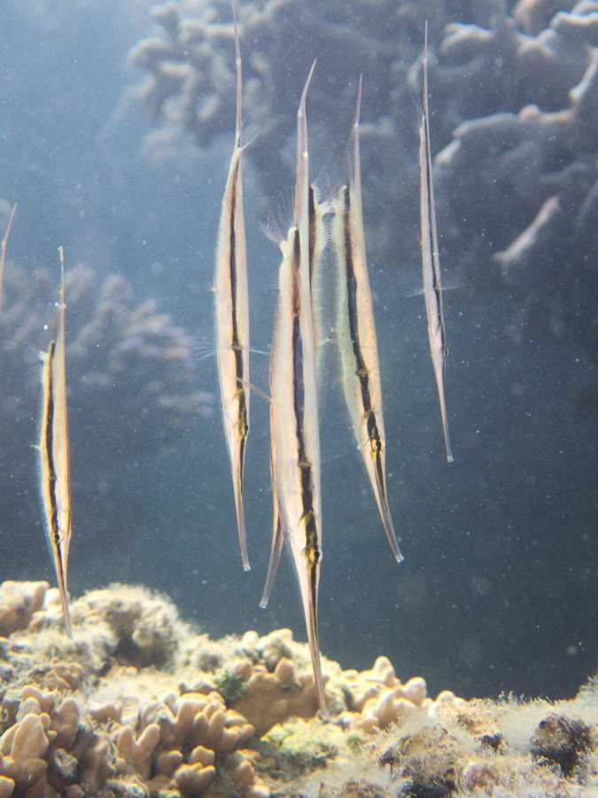 Poisson-couteau