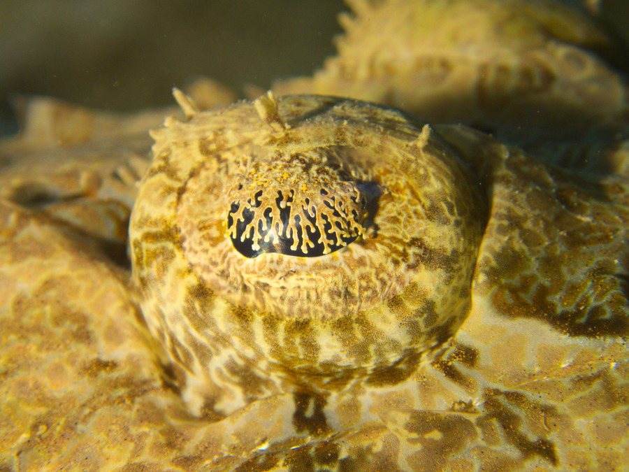 Poisson-crocodile