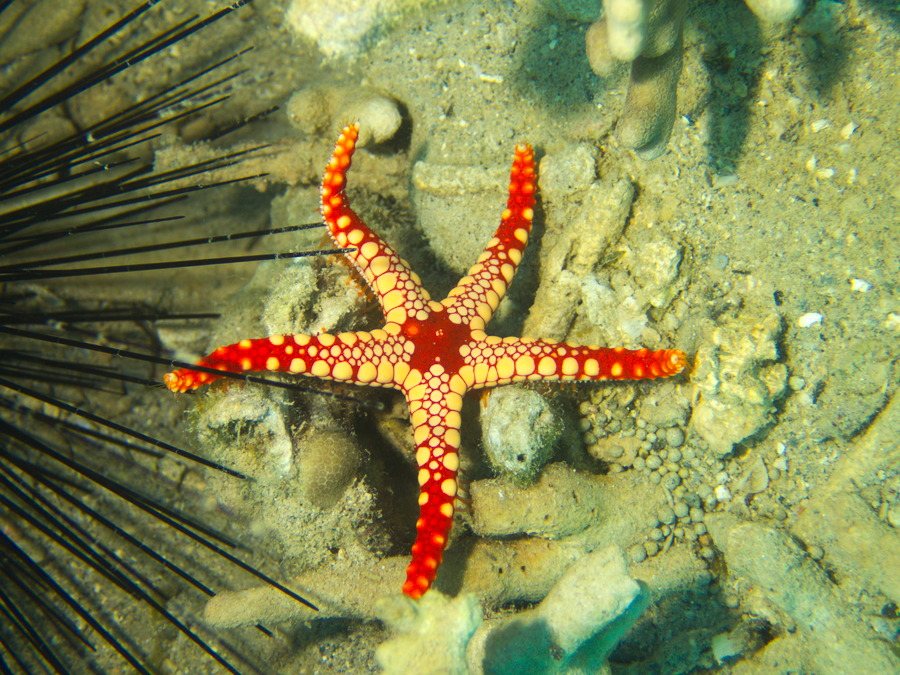 Celerina heffernani