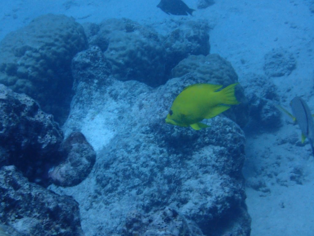 Epibulus insidiator