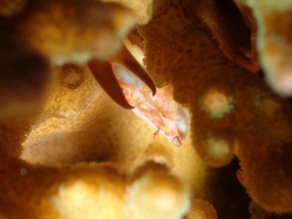 Crabe