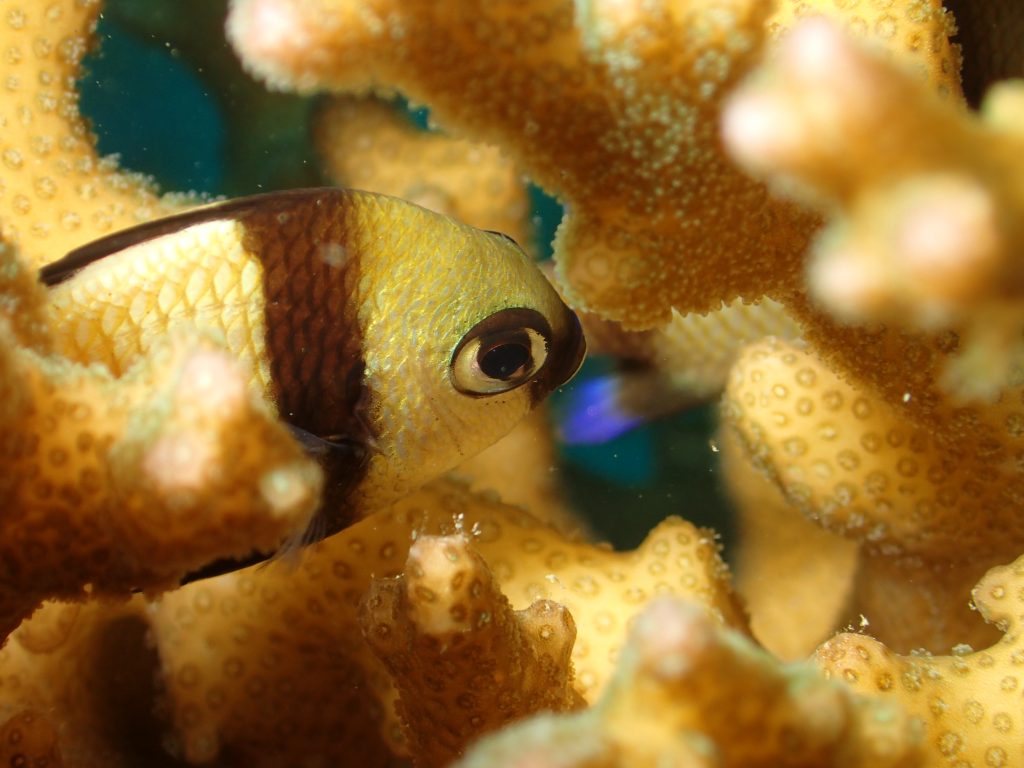 Dascyllus reticulatus