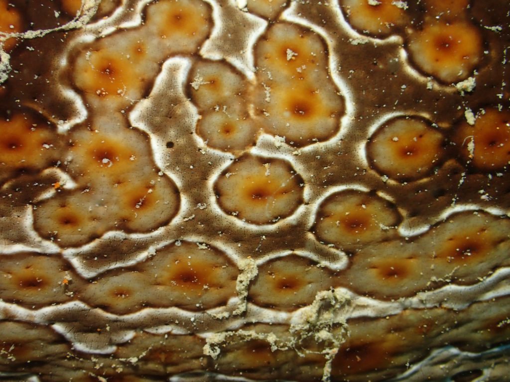 Bohadschia argus