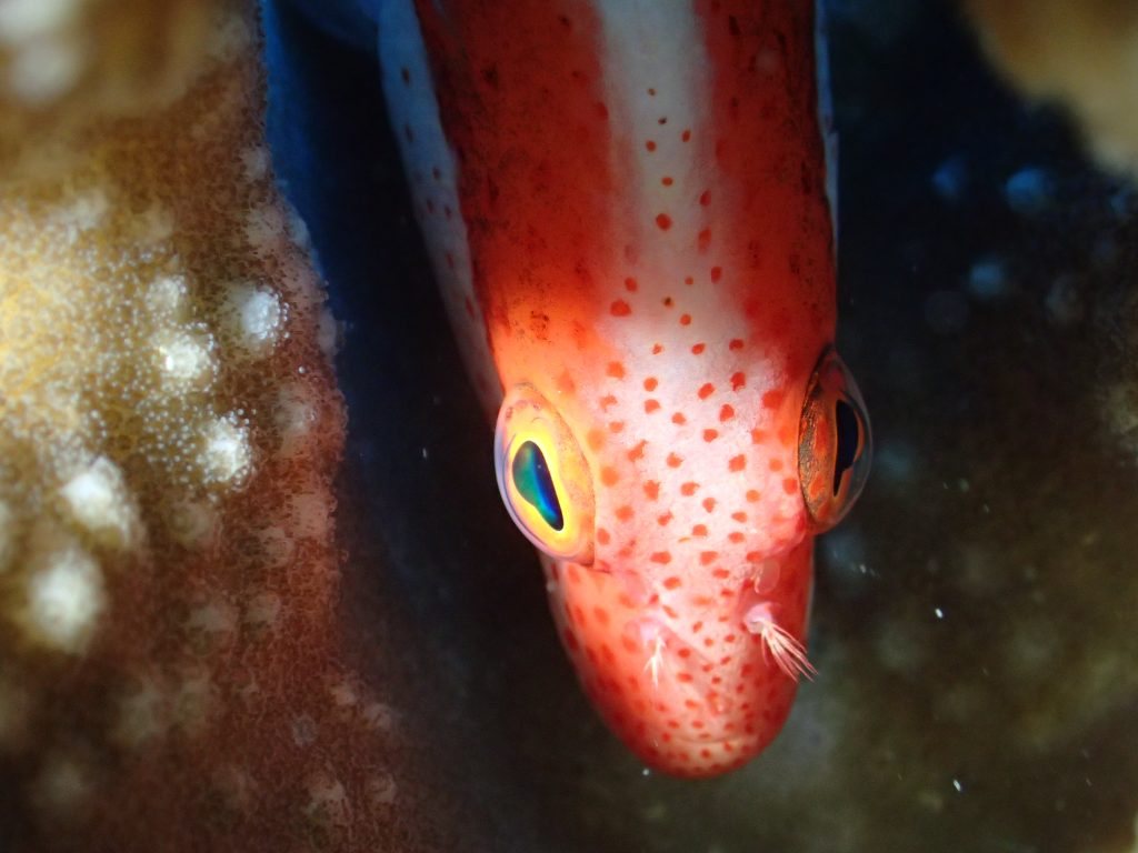Paracirrhites forsteri
