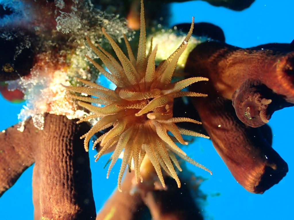 Zoanthaires