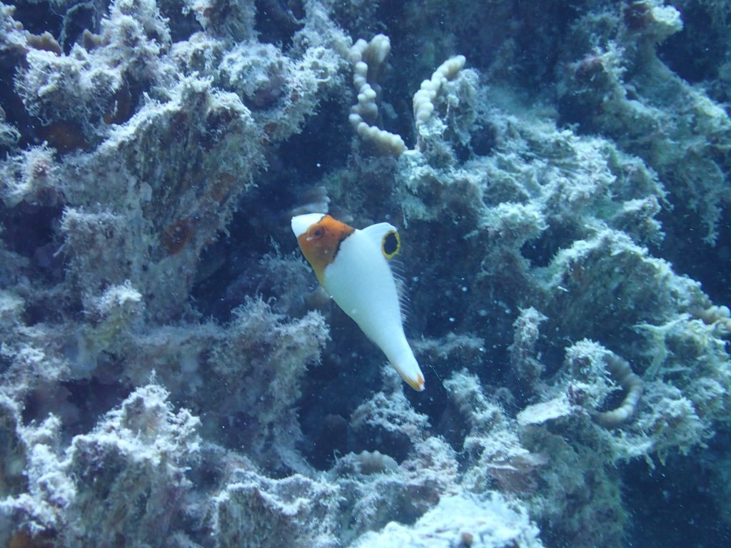 Cetoscarus ocellatus