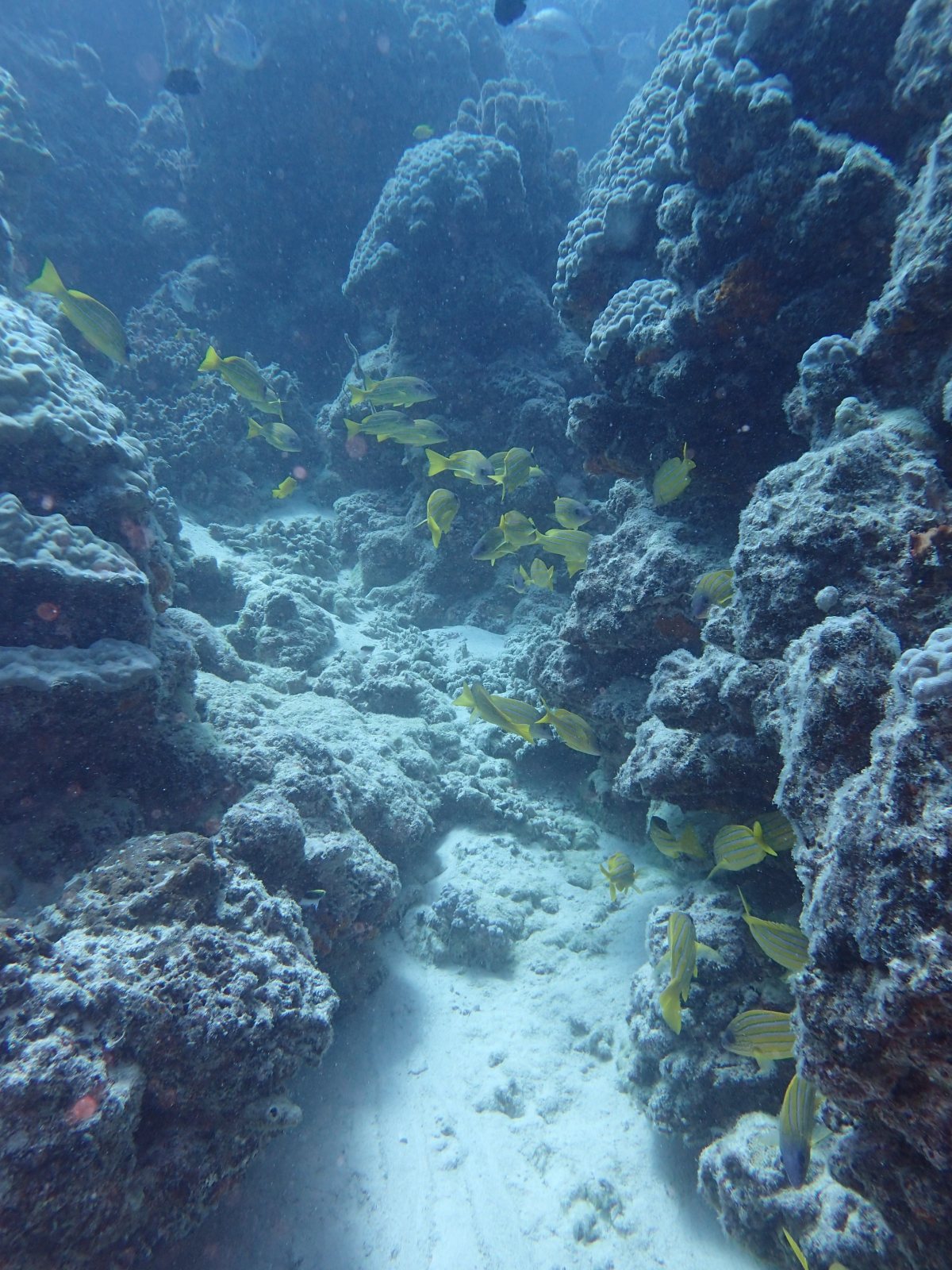 Lutjanus kasmira