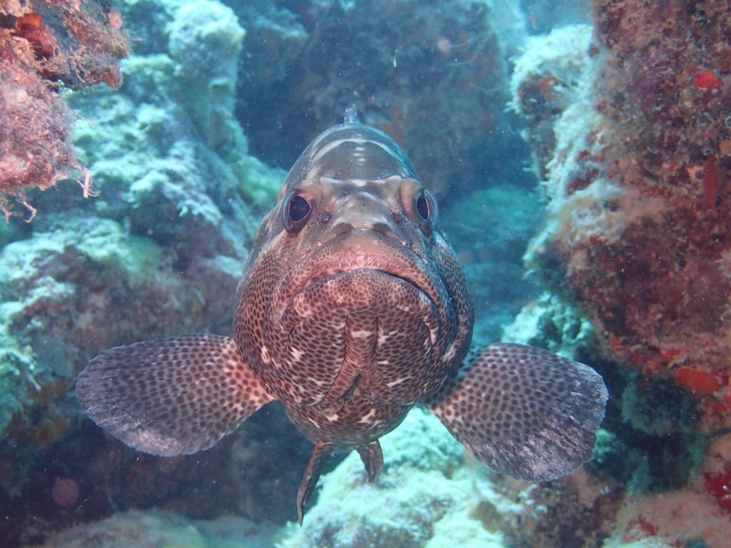 Epinephelus polyphekadion