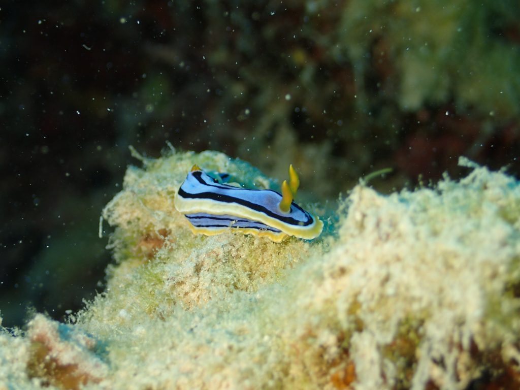 Chromodoris elisabethina