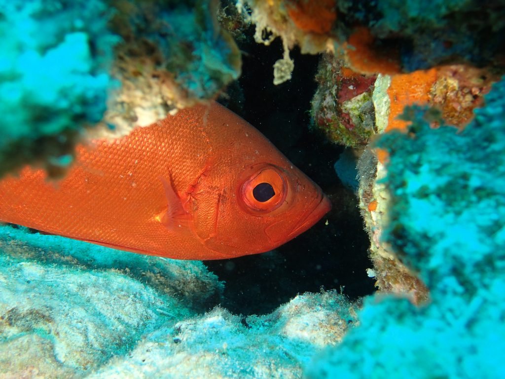 Priacanthus hamrur