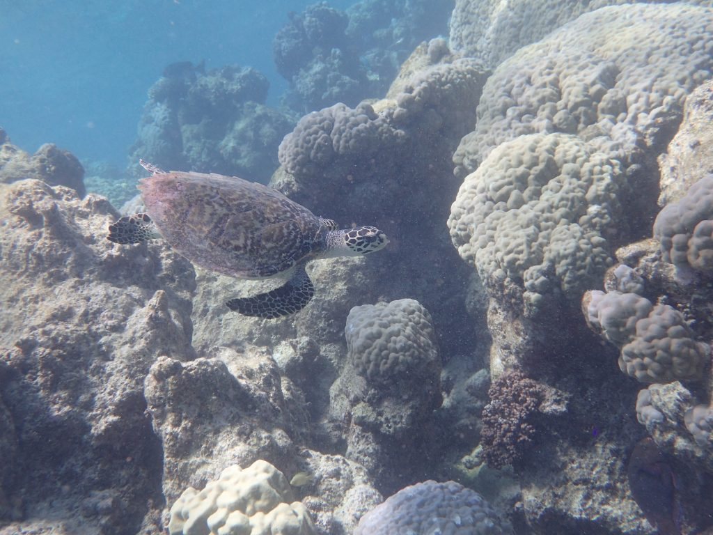 Chelonia mydas (tortue verte)