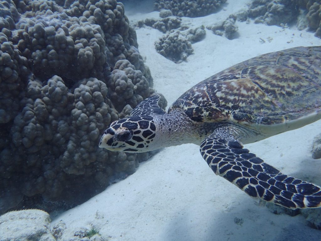 Eretmochelys imbricata (Tortue imbriquée)