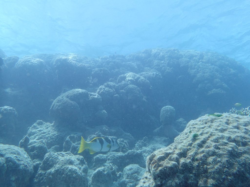 Plectropomus laevis