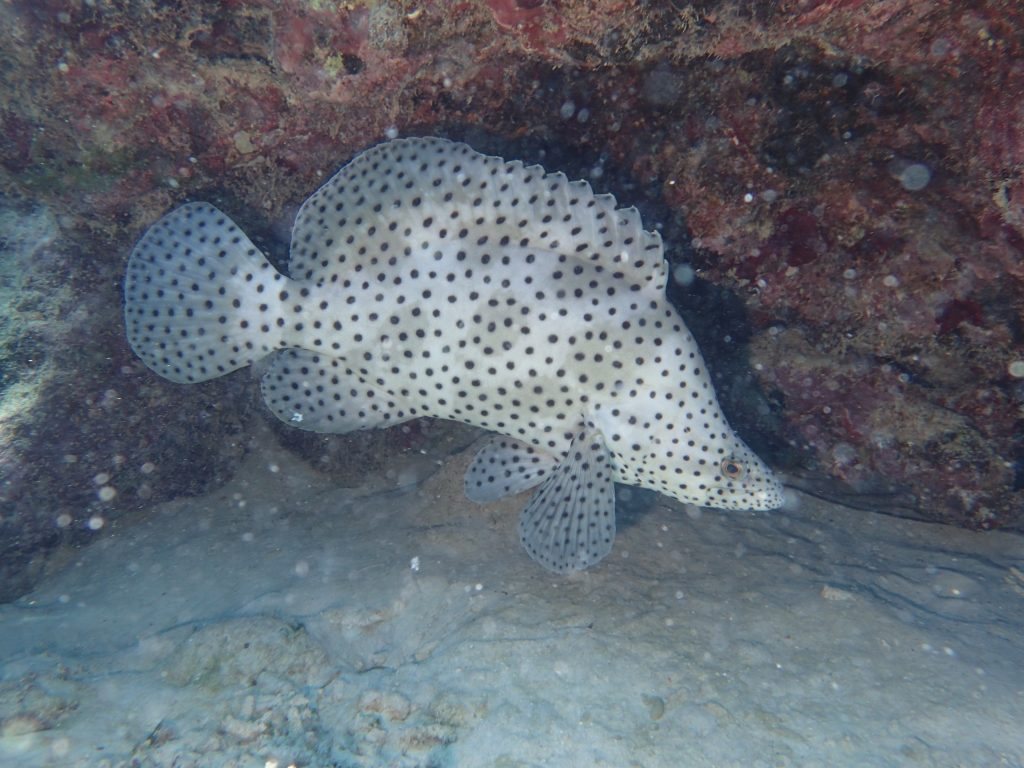 Cromileptes altivelis