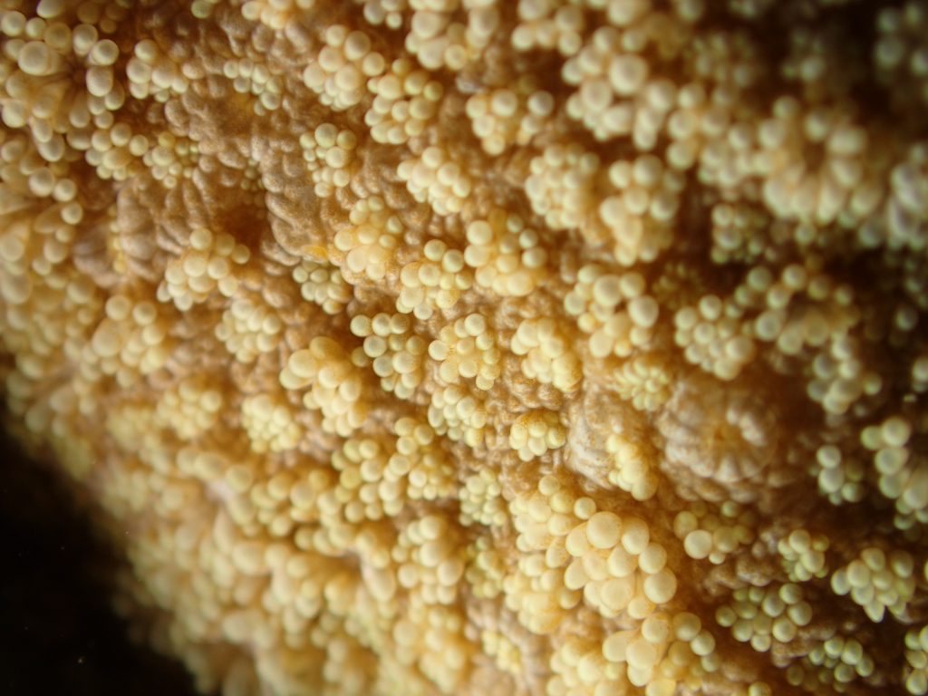 Cnidaires