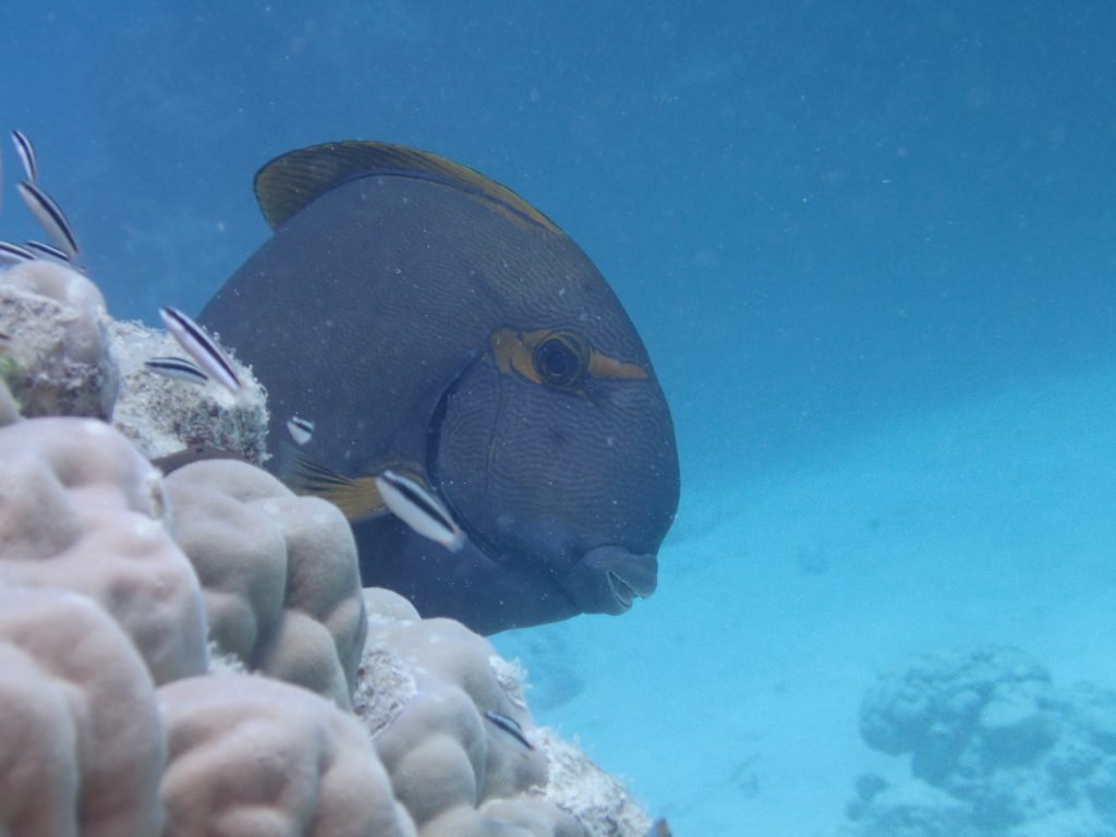 Acanthurus xanthopterus