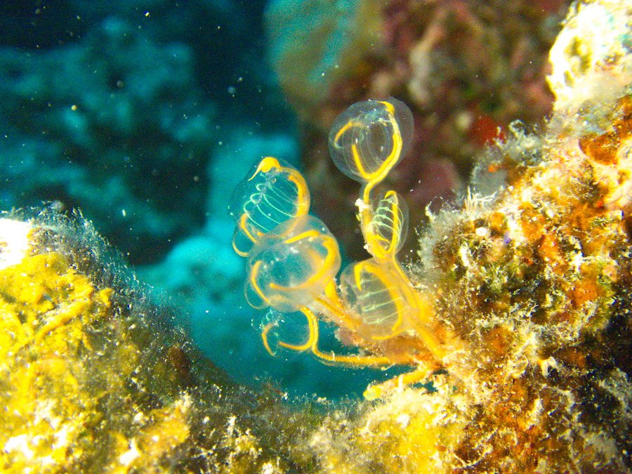 Clavelina detorta