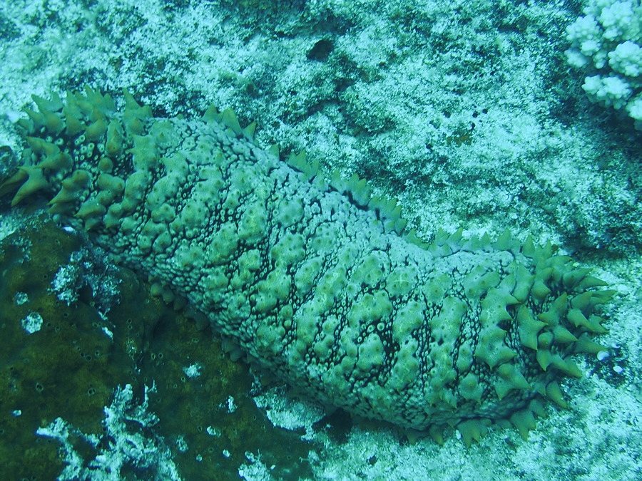 Thelenota ananas