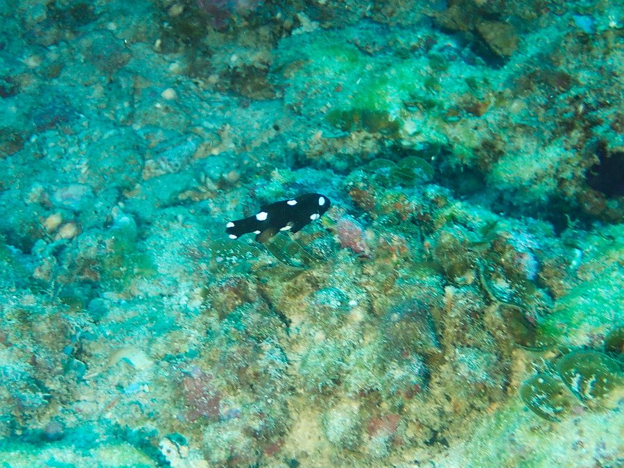 Bodianus axillaris