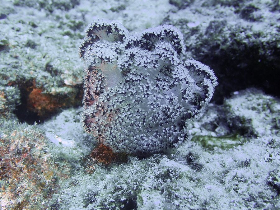 Dendronephthya sp.