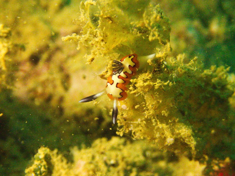 Goniobranchus fidelis
